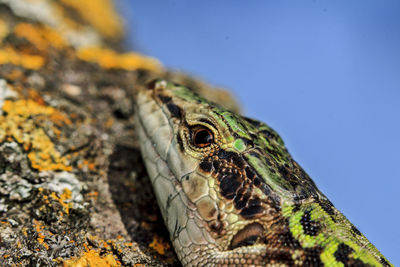 Close-up of lizard