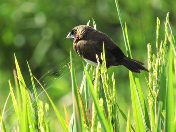 Bird perching on grass