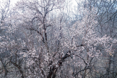 View of cherry blossom