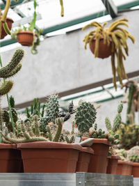 Large collection of cacti. various types of cacti and succulents. front view