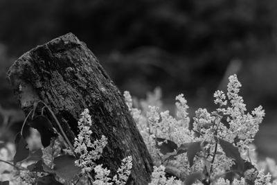 Close-up of flowering plant on rock