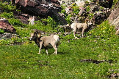 Sheep grazing in a farm