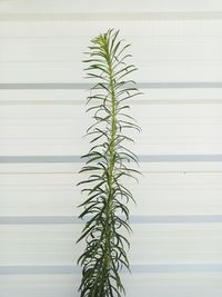 Close-up of potted plant against wall