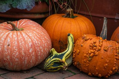 Close-up of pumpkins on pumpkin during autumn