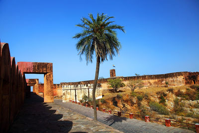 Palm tree at jaigarh fort against clear blue sky