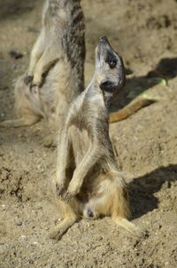 Squirrel standing on sand