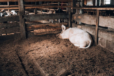 View of sheep in pen