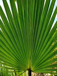 Close-up of palm tree leaves