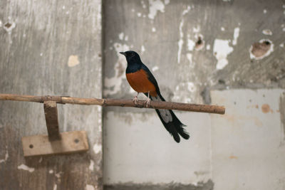 Close-up of bird perching on metal wall
