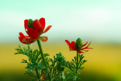 Close-up of red flowers blooming outdoors