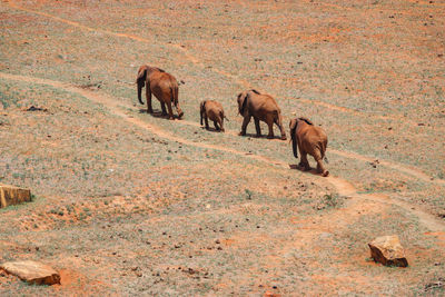 Aerial view of african elephants walking in a line at tsavo east national park in kenya