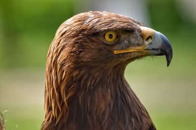 Close-up of a bird looking away