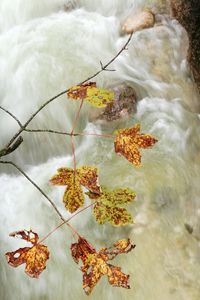 Close-up of autumn leaves