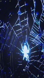 Close-up of illuminated spider web