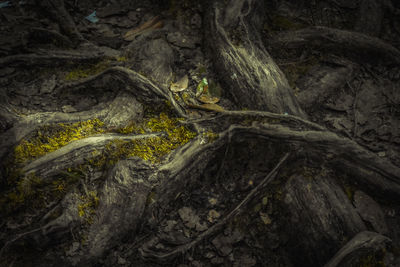 View of tree trunks in forest