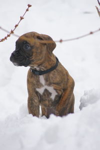 Dog looking away on snow field