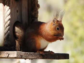 Close-up of squirrel