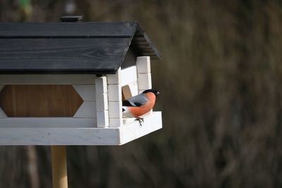 Close-up of bird perching on birdhouse against building