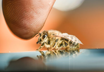 Close-up of spider on hand