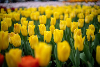 Close-up of yellow tulips