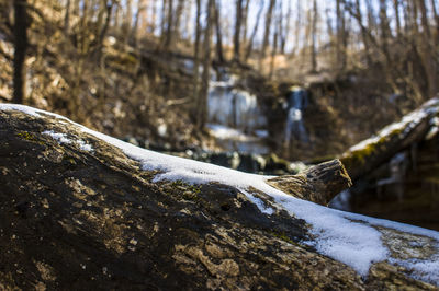 Close-up of snow on fallen tree 