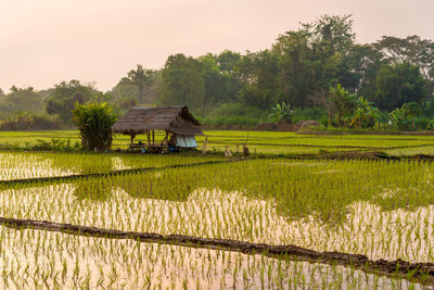 Scenic view of agricultural field against sky