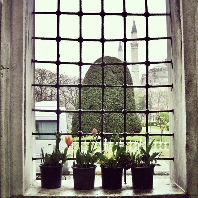 window, potted plant, plant, indoors, architecture, built structure, growth, glass - material, building exterior, flower, window sill, house, transparent, day, nature, tree, flower pot, green color, no people, wall - building feature