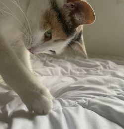 Close-up of cat on bed at home