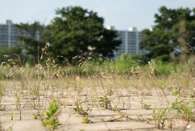 Plants growing in a field