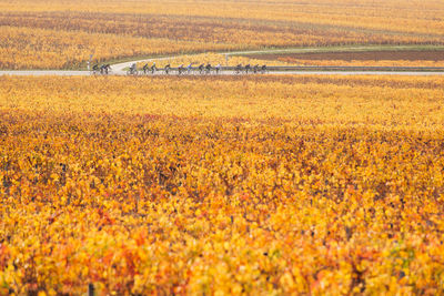 Scenic view of vineyard during autumn. group of people riding bicycle on road amidst autumn vineyard 