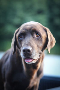 Portrait of a dog