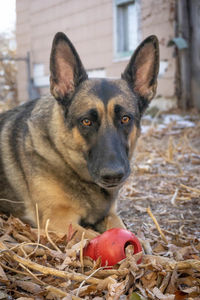 Close-up portrait of dog