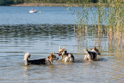 Several happy welsh corgi dogs playing and jumping in the water on the sandy beach