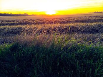 Scenic view of field against sky during sunset