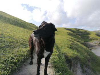 Dog looking away on landscape against sky