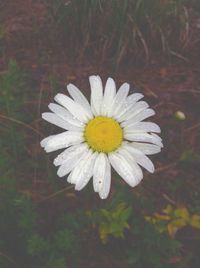 Close-up of white flower