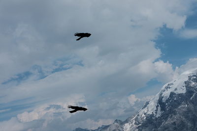 Low angle view of silhouette bird flying against sky