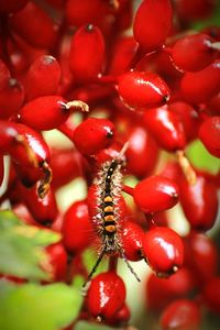 Close-up of red berries