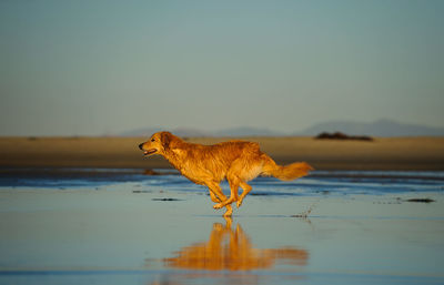 Side view of golden retriever running on wet beach