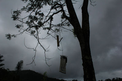 Low angle view of tree against sky