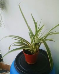 High angle view of potted plant