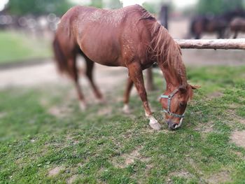 Horse grazing on field