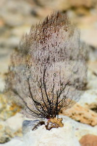 Close-up of insect on rock