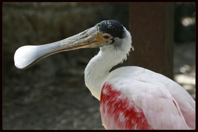 Close-up of white bird