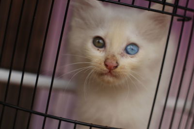 Close-up portrait of cat in cage