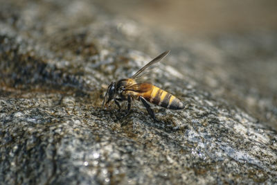 Close-up of bee on rock