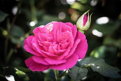 Close-up of pink rose