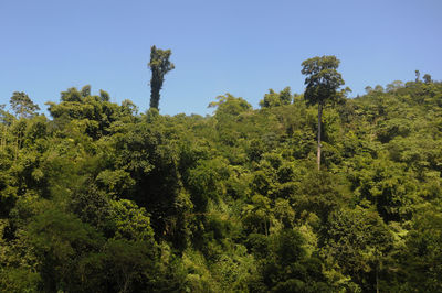 Trees in forest against clear sky