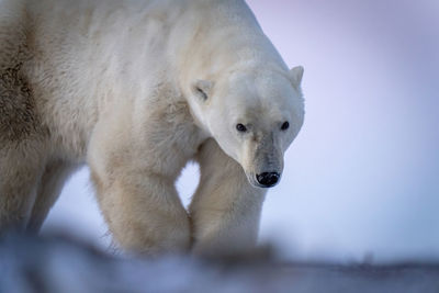 Close-up of polar bear walking across tundra