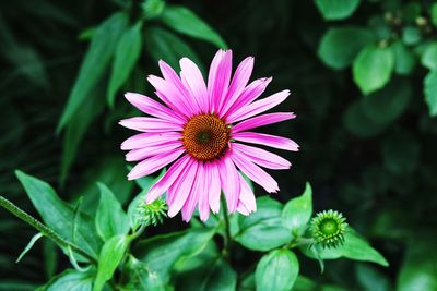 Close-up of purple flower